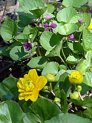 Double Marsh Marigold (Caltha palustris 'Multiplex') and Violet (Viola _____)