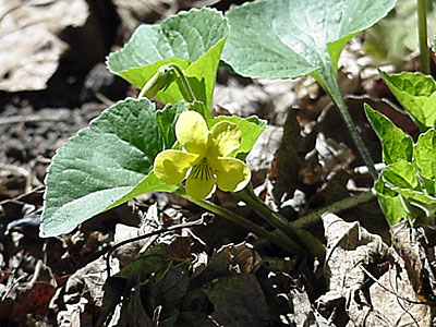 Downy Yellow Violet (Viola pubescens)