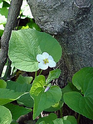 Canada Violet (Viola canadensis)