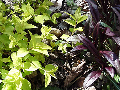 Spirea (Spirea _____ '?') and Penstemon (Penstemon digitalis 'Husker Red')