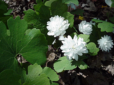 Double Bloodroot (Sanguinaria canadensis forma multiplex)