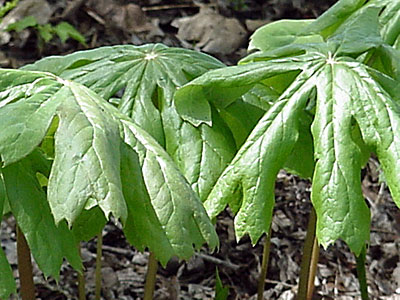 May Apple (Podophyllum peltatum)