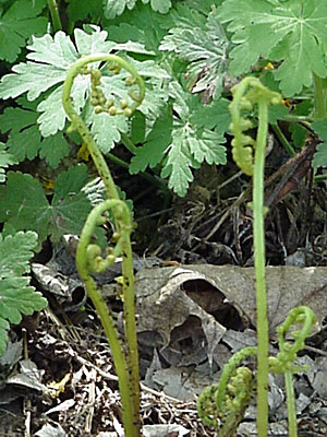 Cranesbill (Geranium _____) and Fern (?)