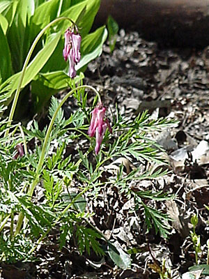 Fern-Leaf Bleeding Heart (Dicentra exima)