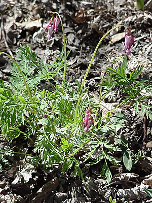 Fern-Leaf Bleeding Heart (Dicentra exima)