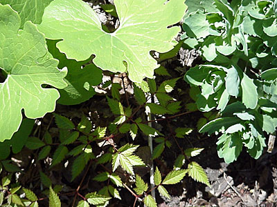 Bloodroot (Sanguinaria canadensis), Astilbe (Astilbe _____ '?'), and Sedum (Sedum telephium 'Autumn Joy')