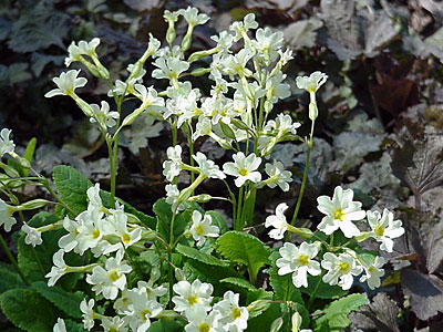 Primrose (Primula __________) (From Alaska) and Japanese Parsley (Cryptotaenia japonica 'Atropurpurea')