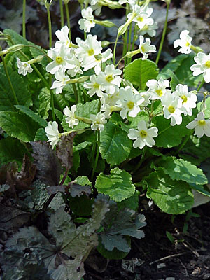 Primrose (Primula __________) (From Alaska) and Japanese Parsley (Cryptotaenia japonica 'Atropurpurea')