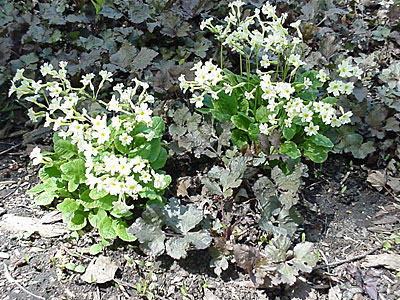 Primrose (Primula __________) (From Alaska) and Japanese Parsley (Cryptotaenia japonica 'Atropurpurea')