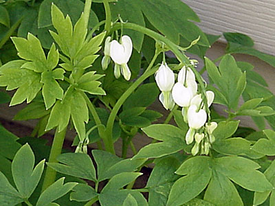 White Bleeding Heart (Dicentra spectabilis)