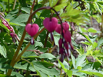 Bleeding Heart (Dicentra spectabilis)