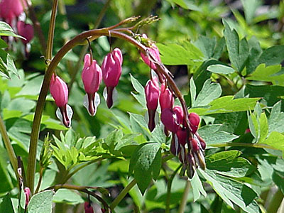 Bleeding Heart (Dicentra spectabilis)