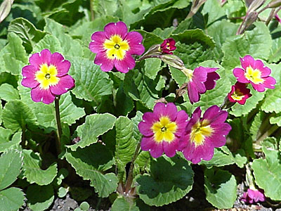 Primrose (Primula __________) (From Alaska)