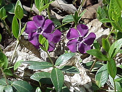 Periwinkle (Vinca minor '?')