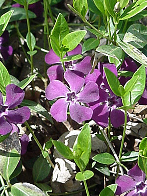 Periwinkle (Vinca minor '?')