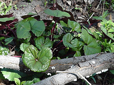 Ligularia (Ligularia dentata 'Desdemona')