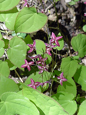 Barrenwort (Epimedium rubrum)