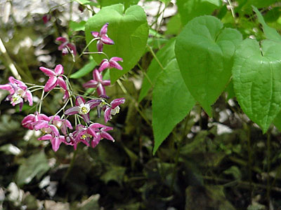 Barrenwort (Epimedium rubrum)