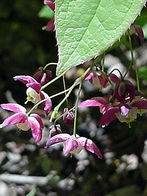 Barrenwort (Epimedium rubrum)