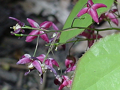 Barrenwort (Epimedium rubrum)