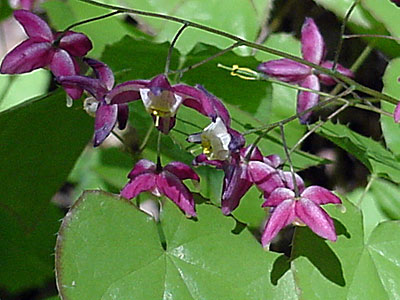 Barrenwort (Epimedium rubrum)