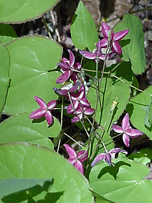 Barrenwort (Epimedium rubrum)