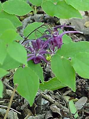 Barrenwort (Epimedium grandiflorum 'Purple Prince')