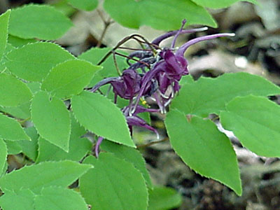 Barrenwort (Epimedium grandiflorum 'Purple Prince')