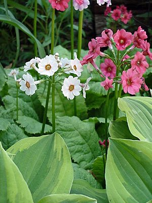 Primrose (Primula japonica)