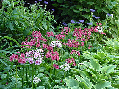 Primrose (Primula japonica) and Mountain Cornflower (Centaurea montana) and Hosta (Hosta 'Golden Tiara')