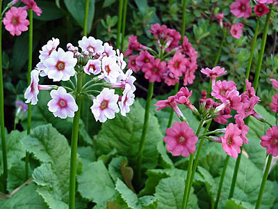 Primrose (Primula japonica)