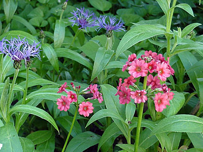 Mountain Cornflower (Centaurea montana) and Primrose (Primula japonica)