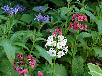 Mountain Cornflower (Centaurea montana) and Primrose (Primula japonica)