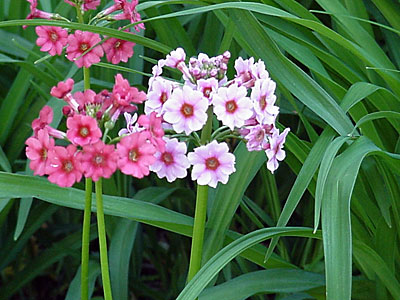 Primrose (Primula japonica)