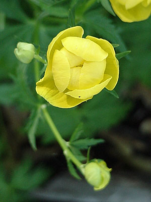 Globe Flower (Trollius europaeus)