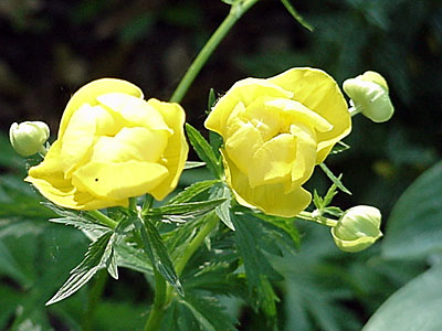 Globe Flower (Trollius europaeus)