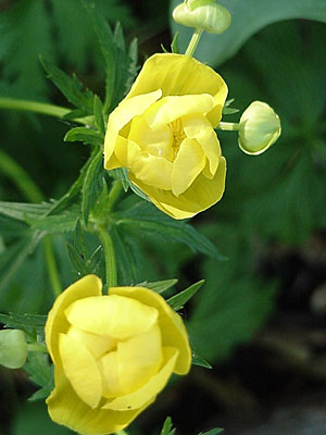 Globe Flower (Trollius europaeus)