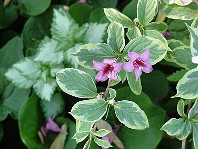 Weigela (Weigela florida 'Variegata')