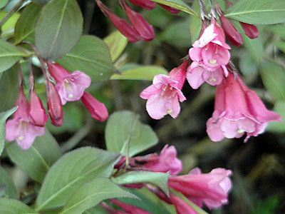 Weigela (Weigela florida 'Wine & Roses')