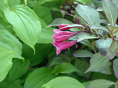 Weigela (Weigela florida 'Wine & Roses')