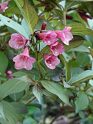 Weigela (Weigela florida 'Wine & Roses')