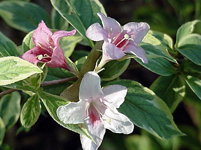 Weigela (Weigela florida 'Variegata')