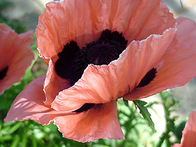 Oriental Poppy (Papaver orientalis)