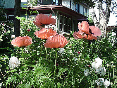 Oriental Oriental Poppy (Papaver orientalis)