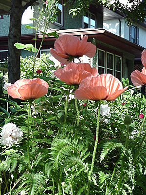 Oriental Oriental Poppy (Papaver orientalis)