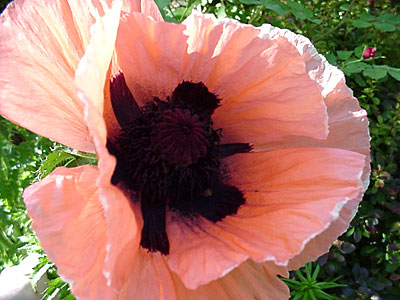 Oriental Poppy (Papaver orientalis)