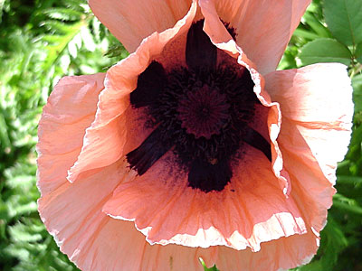 Oriental Poppy (Papaver orientalis)