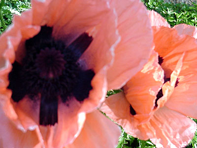 Oriental Poppy (Papaver orientalis)