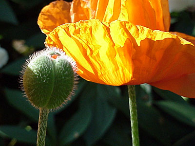 Oriental Oriental Poppy (Papaver orientalis)