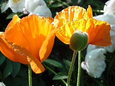 Oriental Poppy (Papaver orientalis)